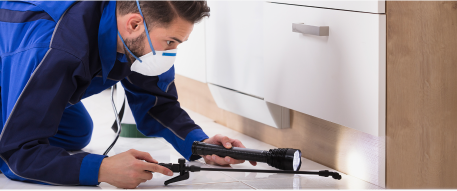 Dublin pest xpert removal